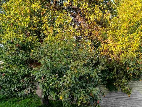 дом по адресу Буда-Варовицька