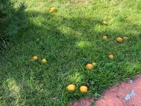 будинок за адресою Радгоспна