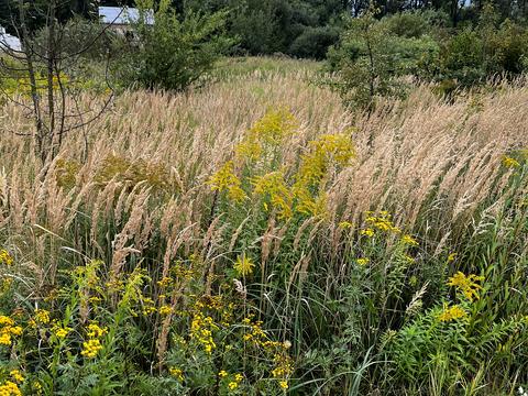 ділянка за адресою Калинова