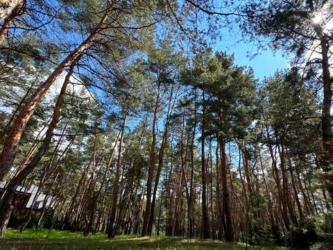 ділянка за адресою Сосновий берег