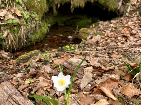 ділянка за адресою Духновича