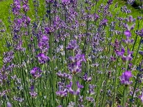 ділянка за адресою с. Середній Горб, 