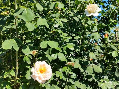 квартира за адресою Житомирська вул., 108