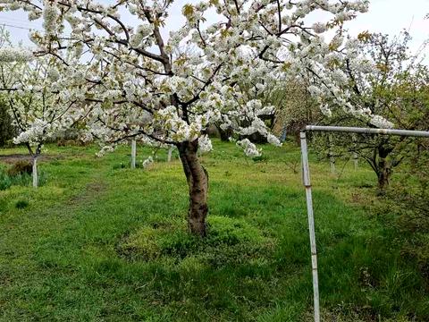 будинок за адресою Далека вул., 24