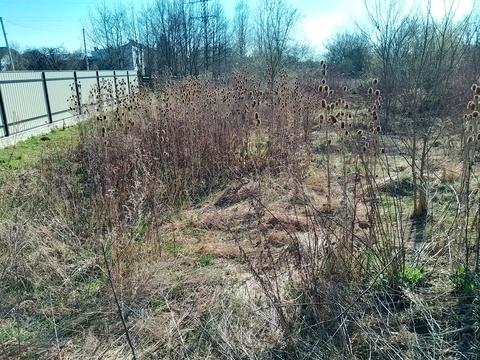 ділянка за адресою Берегова, 31