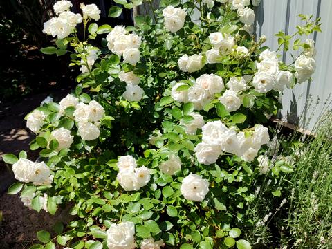 будинок за адресою смт. Олександрівка, Шевченко