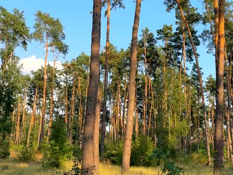 ділянка за адресою Сілезька вул. (Рози Люксембург)