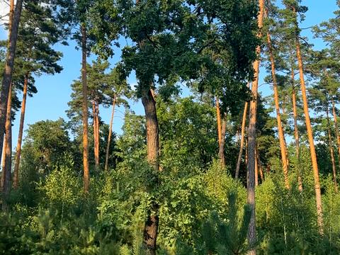 ділянка за адресою Сілезька вул. (Рози Люксембург)