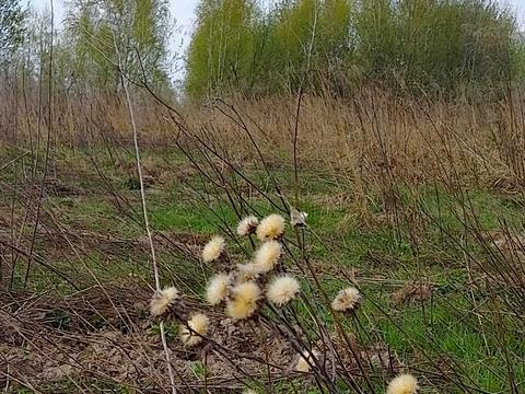 участок по адресу Шевченка, 44