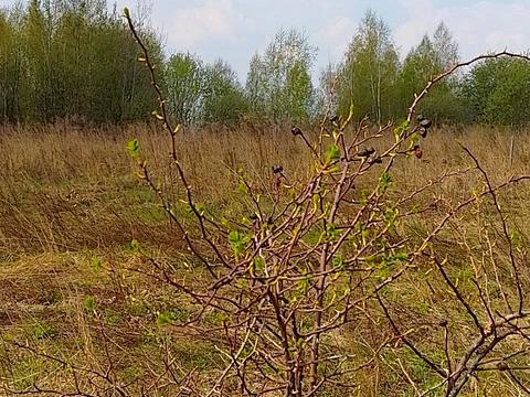 участок по адресу Шевченка, 44