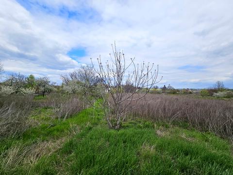 участок по адресу Большая Диёвская ул. (Братьев Трофимовых), 336-А