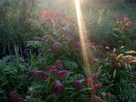 участок по адресу 