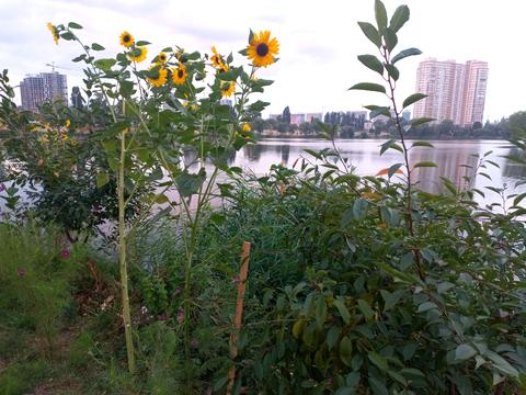 квартира по адресу Юрия Шумского ул., 5