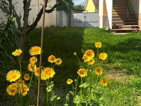 будинок за адресою Курія