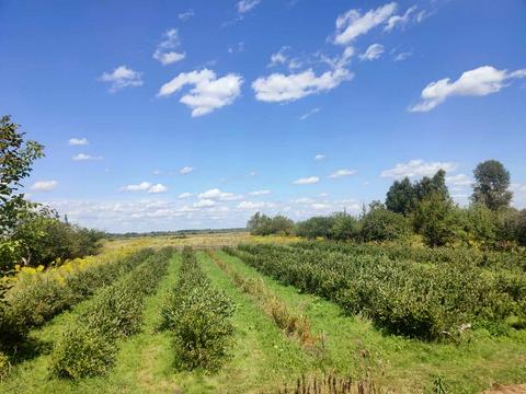 ділянка за адресою польова, 1