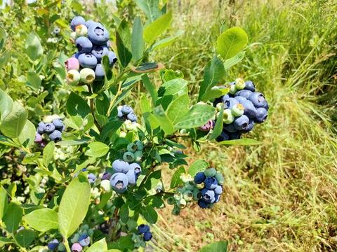 ділянка за адресою польова, 1