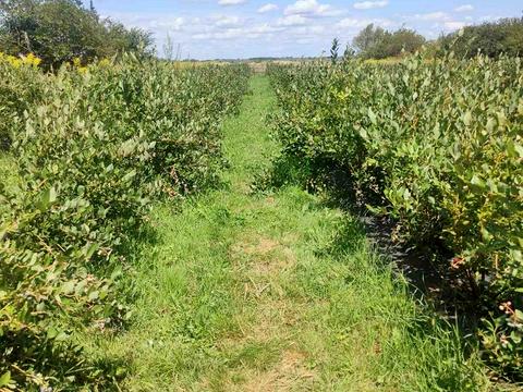 ділянка за адресою польова, 1