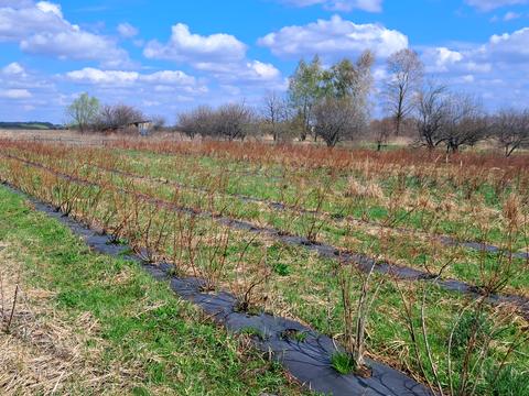ділянка за адресою польова, 1