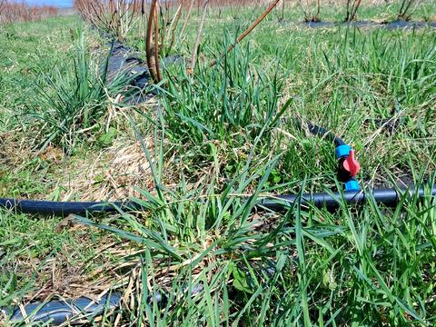 ділянка за адресою польова, 1