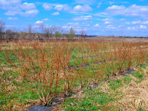 ділянка за адресою польова, 1