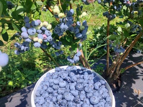 ділянка за адресою польова, 1