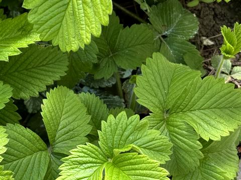 будинок за адресою Видьямса