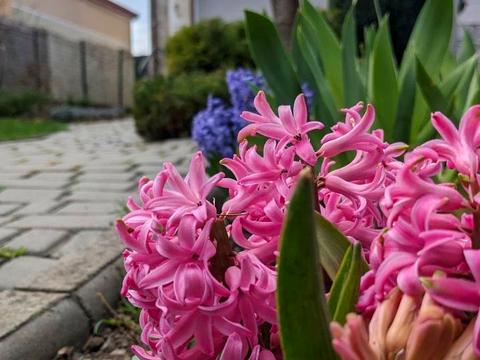 будинок за адресою Видьямса