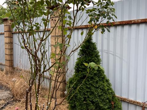 дом по адресу Терешковой, 19