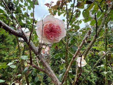 дом по адресу Незалежності ул.