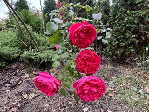 дом по адресу Незалежності ул.