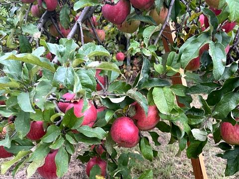 дом по адресу Незалежності ул.