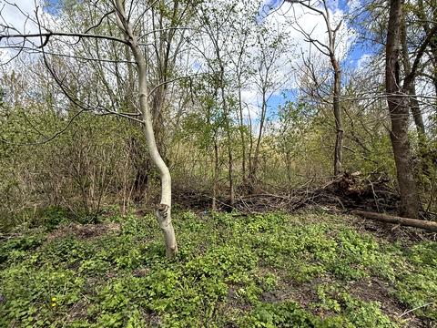 участок по адресу Тараса Шевченка