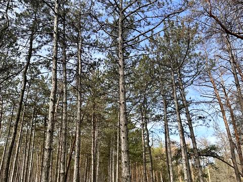 ділянка за адресою Дачная