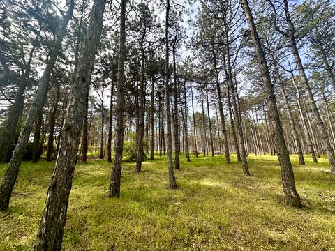 ділянка за адресою Дачная