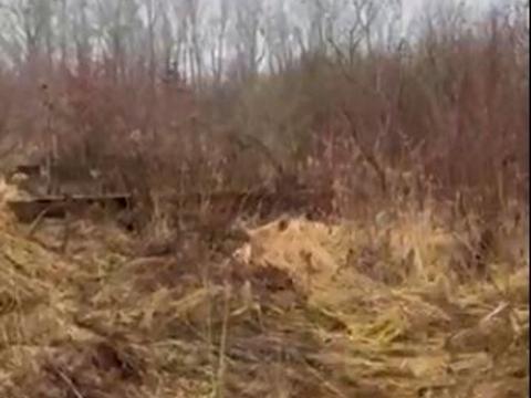 участок по адресу калинова