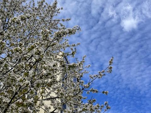 квартира за адресою Червоної Калини просп., 112