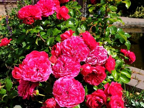 будинок за адресою с. Старі Петрівці, Садова