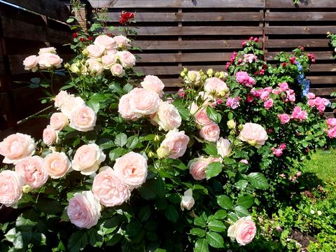 будинок за адресою с. Старі Петрівці, Садова