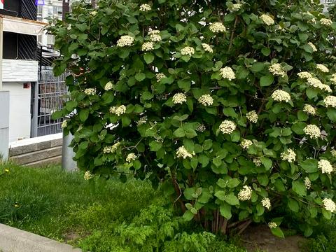 квартира по адресу Генуэзская ул., 24 д