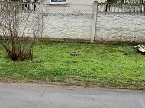 будинок за адресою с. Холодна балка, Виноградна, 5