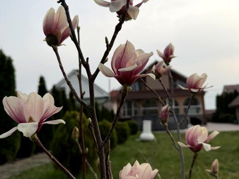 дом по адресу Лісна, 22