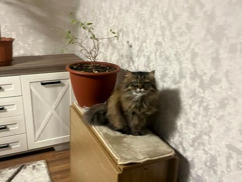 квартира по адресу Прибузька ул., 34