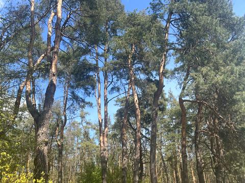 ділянка за адресою Північна вул.