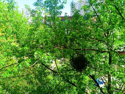 квартира за адресою Голосіївський просп. (40-річчя Жовтня), 21