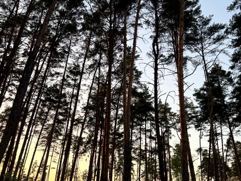 участок по адресу Гоголя ул.