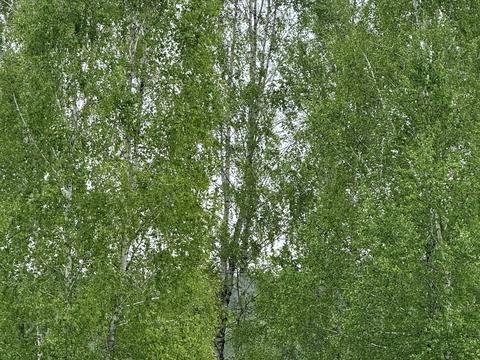 участок по адресу Шевченка, 38