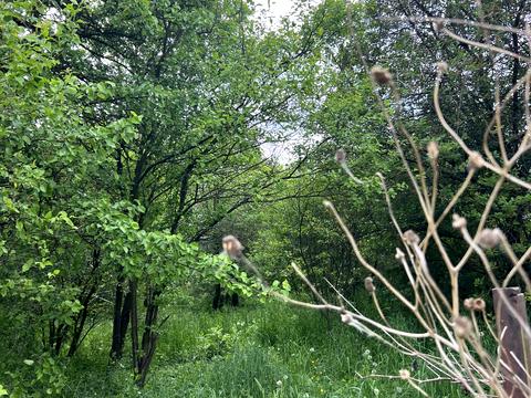 будинок за адресою Зелена, 495