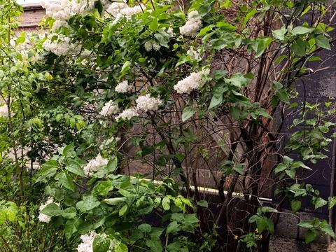 дом по адресу Дубківська, 54
