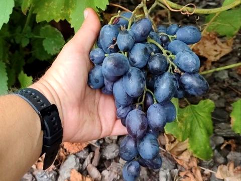 будинок за адресою Вітянська