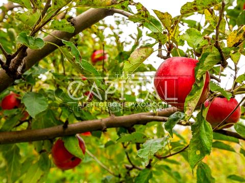будинок за адресою Шевченка вул., 36